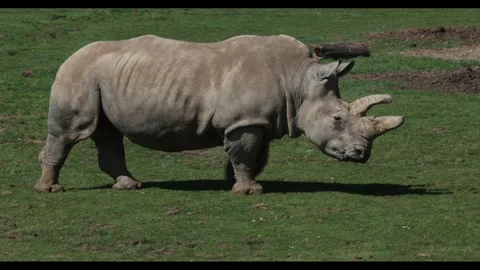 White Rhinoceros Walking Stock Footage 332419843