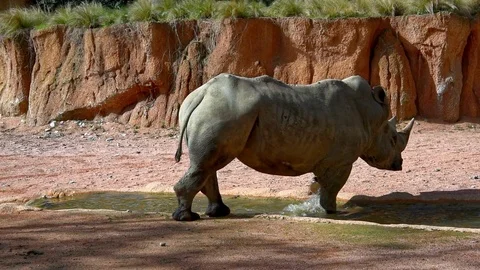 White rhinocerus Stock Footage 88661191