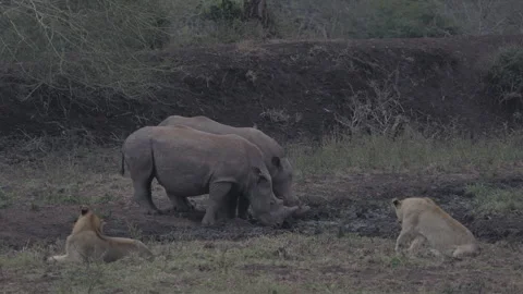 White rhinos drink at waterhole while lions watch in South Africa Video stock 341125070