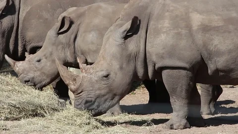 White rhinos eating Stock Footage 82764005