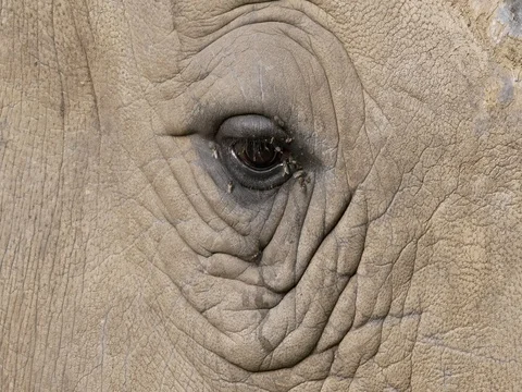 White rhino's eye 库存影片 80217353