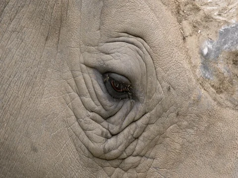 White rhino's eye Stock Footage 80217476