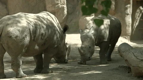 White Rhinos Fighting 2 Video stock 50912164