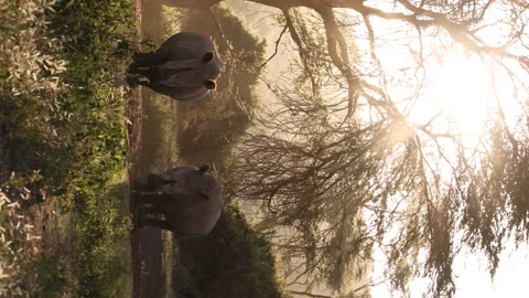 White Rhinos Vídeos de archivo 234679075