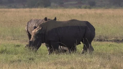 White Rhinos 動画素材 234702842