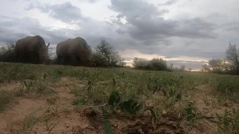 White Rhinos Stock Footage 280003492