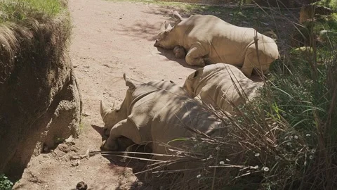 WHITE RHINOS Video stock 334054777