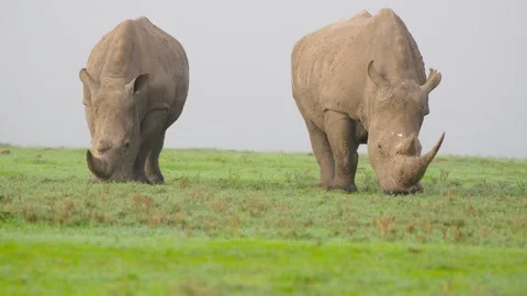 White Rhinos Grazing Stock Footage 305124585