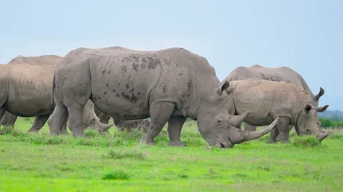 White Rhinos Grazing Stock Footage 305124644