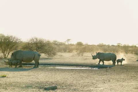 White Rhinos Stock Photos
