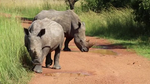 White Rhinos in the Wilds of Uganda Stock Footage 162517461