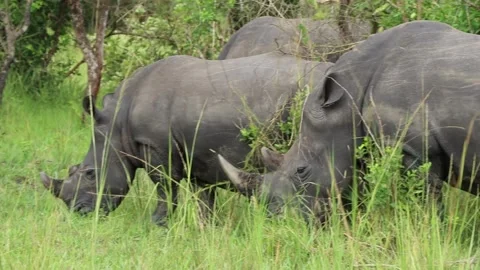 White Rhinos in the Wilds of Uganda Video stock 162517488