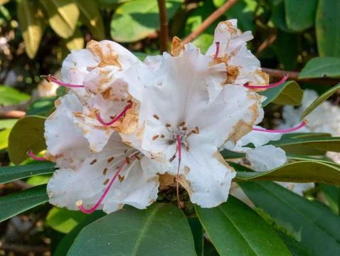 White rhododendron bloom Stock Photos