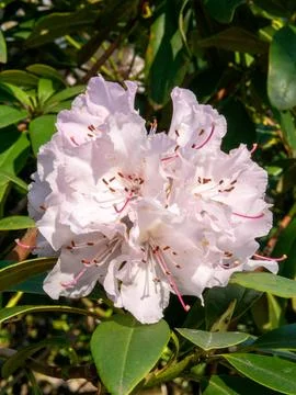 White rhododendron bloom Stock Photos
