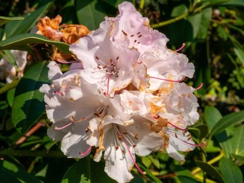 White rhododendron bloom Stock Photos