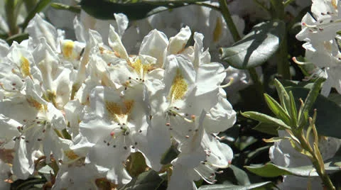White  rhododendron closeup Stock Footage 24602974