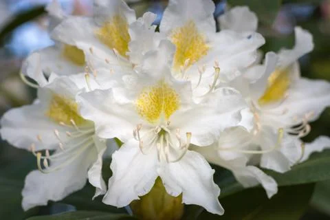 White rhododendron flower in full bloom Stock Photos