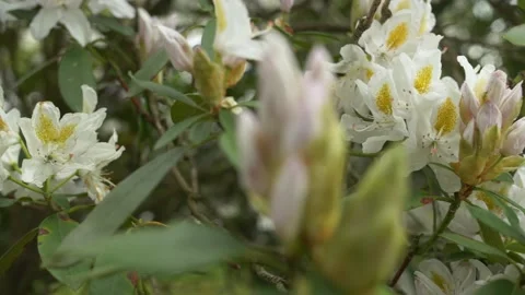 White rhododendron Flowers Video stock 237993576