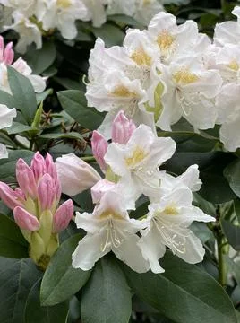 White rhododendron Foto stock