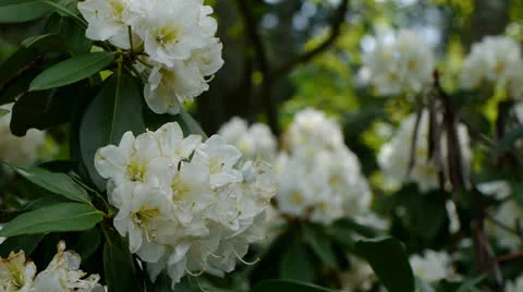 White Rhododendron Shrub Video stock 23724830