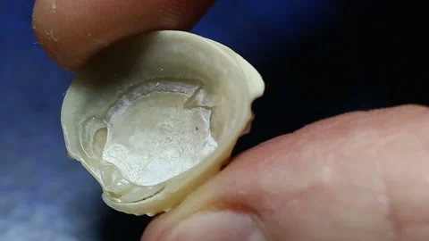 A white ribbed bivalve seashell on both sides in the hands, the mollusk has a st Stock Footage 149220830