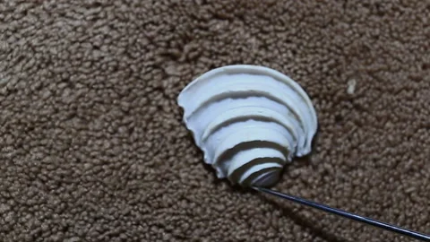 A white ribbed bivalve seashell on brown fabric, the mollusk has a stepped furro Stock Footage 149220967