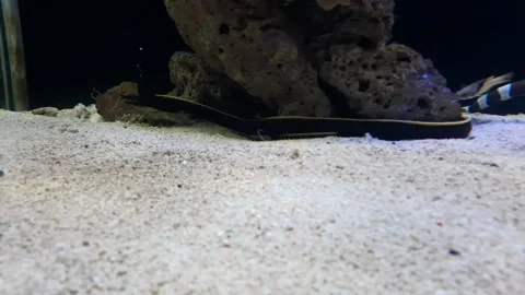 White ribbon eel in Aquarium Stock Footage 171233177