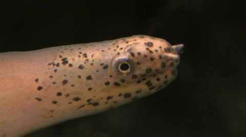 White Ribbon Eel HD Stock Footage 505639