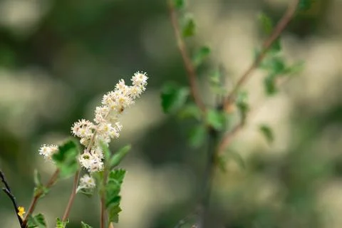 White Ribes Flowers Foto stock
