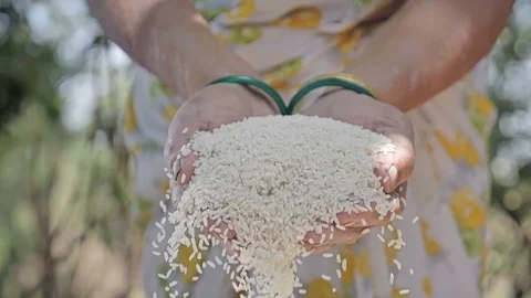 White rice falling from hands of an Indian woman farmer in the high-speed shot Stock Footage 89071829
