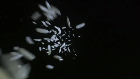 White Rice falls into frame and disappears into black background in slow motion Video stock 154144944