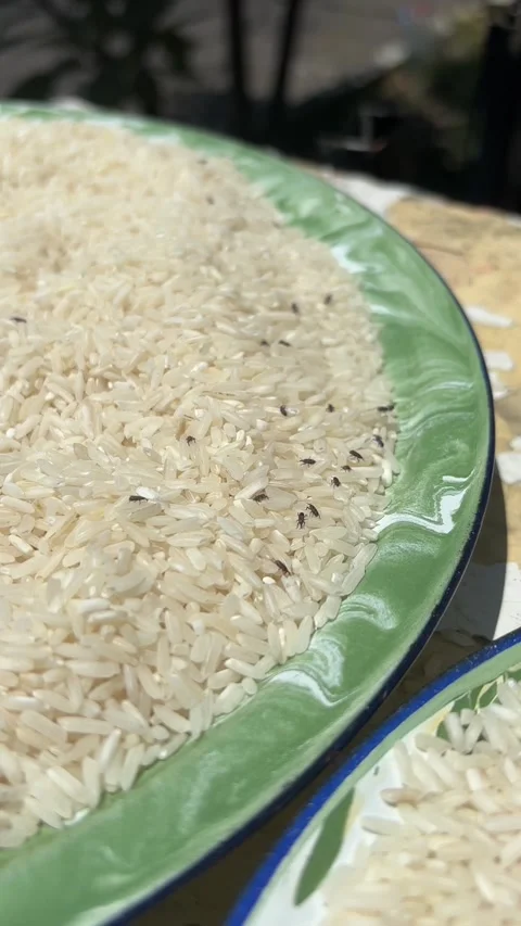 White rice full of weevils Stock Footage 322978267