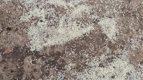 White Rice Grains Scattered on Dry Soil Ground Texture Commercial Video Stock Footage 344840589