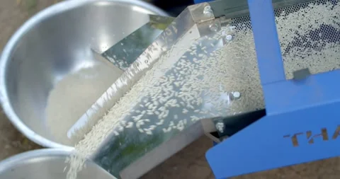 White rice that has gone through the milling process is flowing down.  Stock Footage 278676650