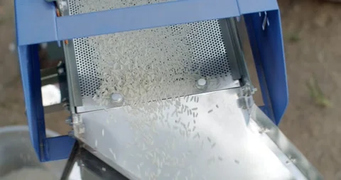 White rice that has gone through the milling process is flowing down. Stock Footage 283484429