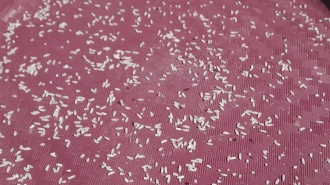 White rice video Stock Footage 194664704