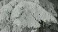 White Rime Snowed Mountain Forest Fir Pine Trees Idyllic Place Winter Snow Cover HD Footage