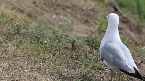 White ringed-bill gull on lake shore Stock Footage 52307642