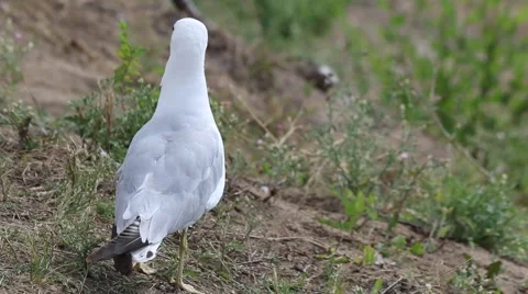 White ringed-bill gull standing in on lakeshore Stock Footage 52307660