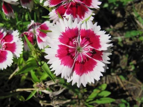 White ringed bloom 스톡 사진