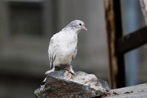 White ringed pigeon paces on the ground Stock Photos