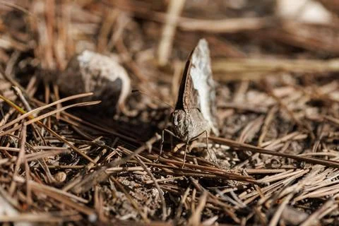 White ringlet butterfly seen from the front among fallen leaves Photos