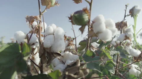 White ripe cotton hand pulls off Stock Footage 133271908