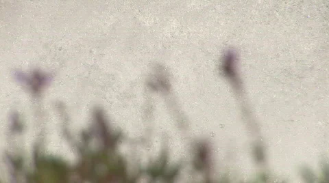 White river flowers Stock Footage 82761