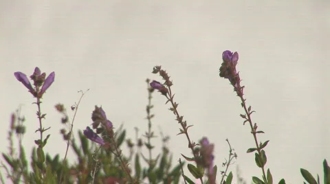 White river flowers Stock Footage 82763