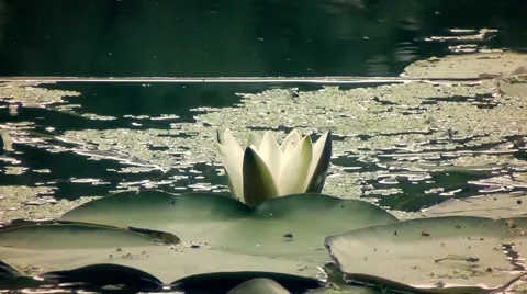 White River lily Video stock 64925220