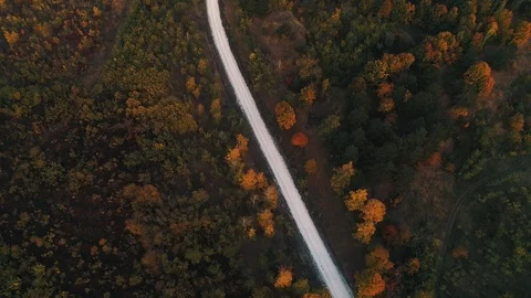 A white road in the middle of a forest. Stock Footage 114420722