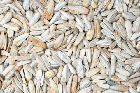 White roasted sunflower seeds with spices and salt top view. for texture or b Foto stock