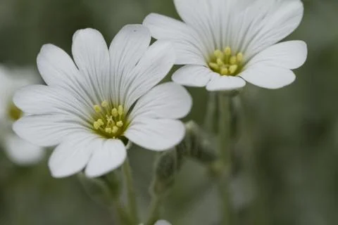 White rock flower Stock Photos