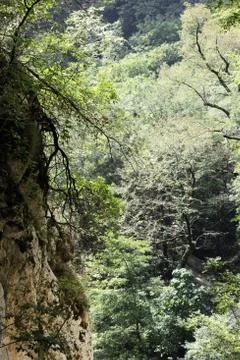White Rocks. Another name is Eagle Rocks. Krasnodar region. Absolutely vertic Stock Photos